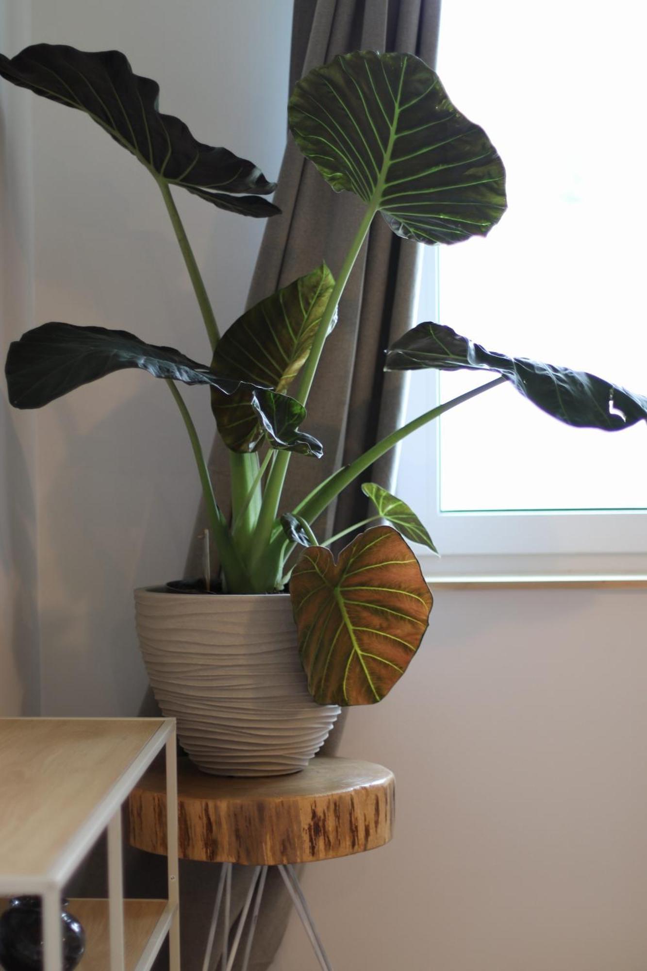 Lawendowy Raj Appartement Pilchowice Buitenkant foto